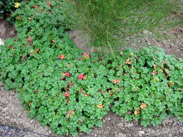 Elaeagnus Stockfotos Elaeagnus Bilder Alamy