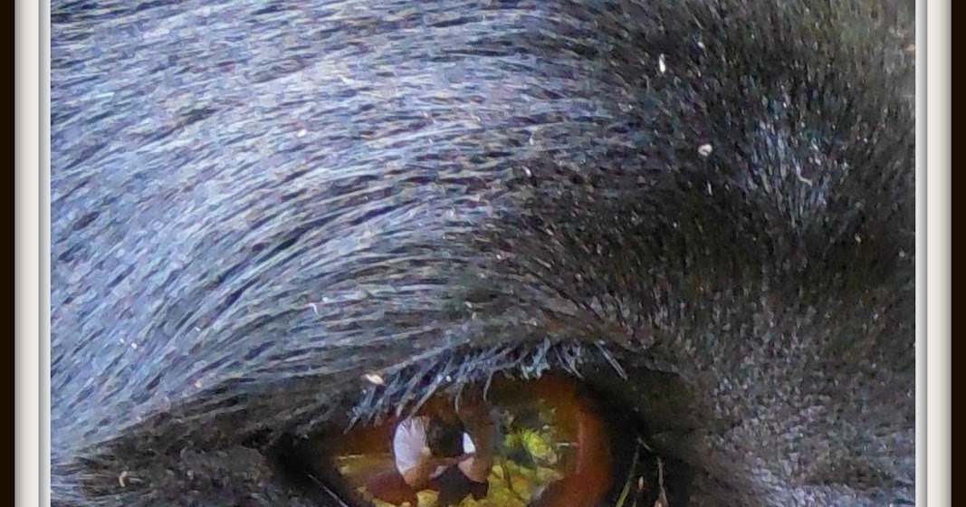 Share it! Science Jeepers Creepers! Animal Peepers