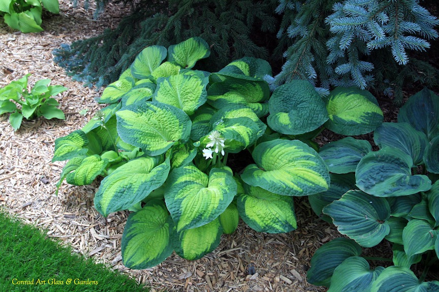 "I can't believe I planted the whole thing"... Conrad Art Glass & Gardens