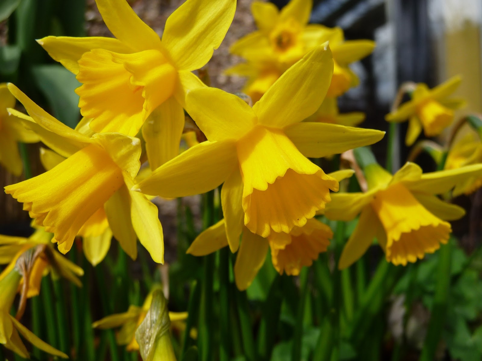 Wool Tribulations of Hand Spinning and Herbal Dyeing A Trial of