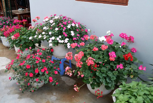 [Image: me-tre-trong-vuon-ngap-sac-hoa-tai-thien...chau-3.jpg]