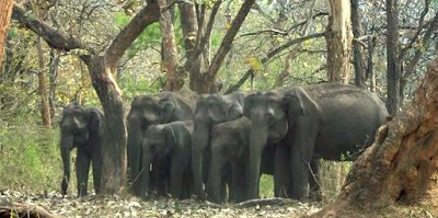 Elephants Scared of Humans Mudumalai National Park Elephant herd with baby elephants mudumalai national park