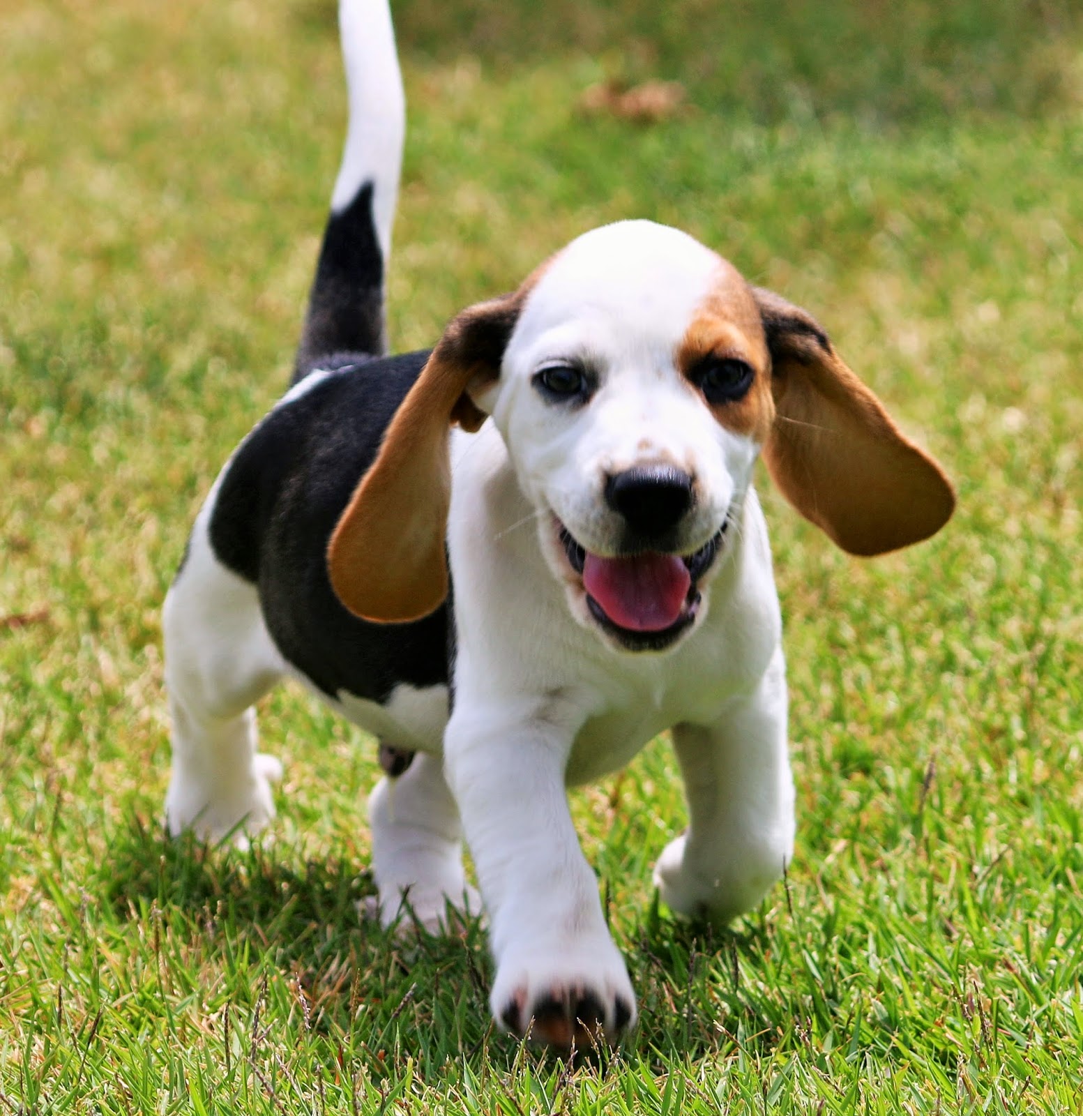 TIBETIN SPANIEL HAWAII BY BRITTANY BEAGLE PUPPIES 2 MALES LEFT
