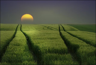 fields green hd wallpaper nature, desktop 