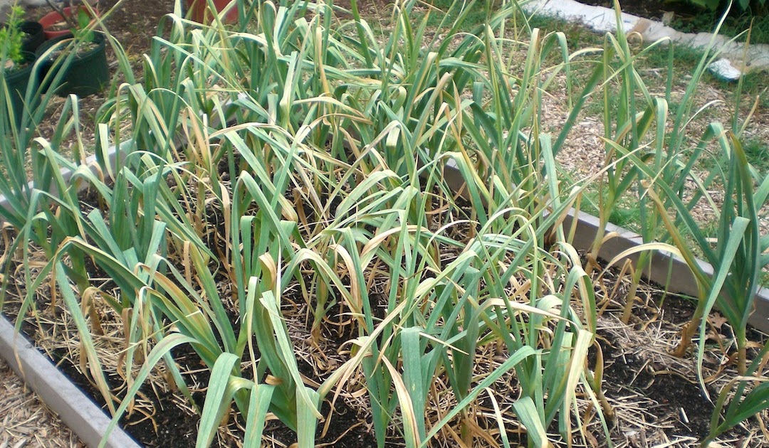 .09 Acres Garlic Harvest