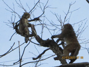 The classic "Monkeys V/s Cat" fight i witnessed on Mall road.