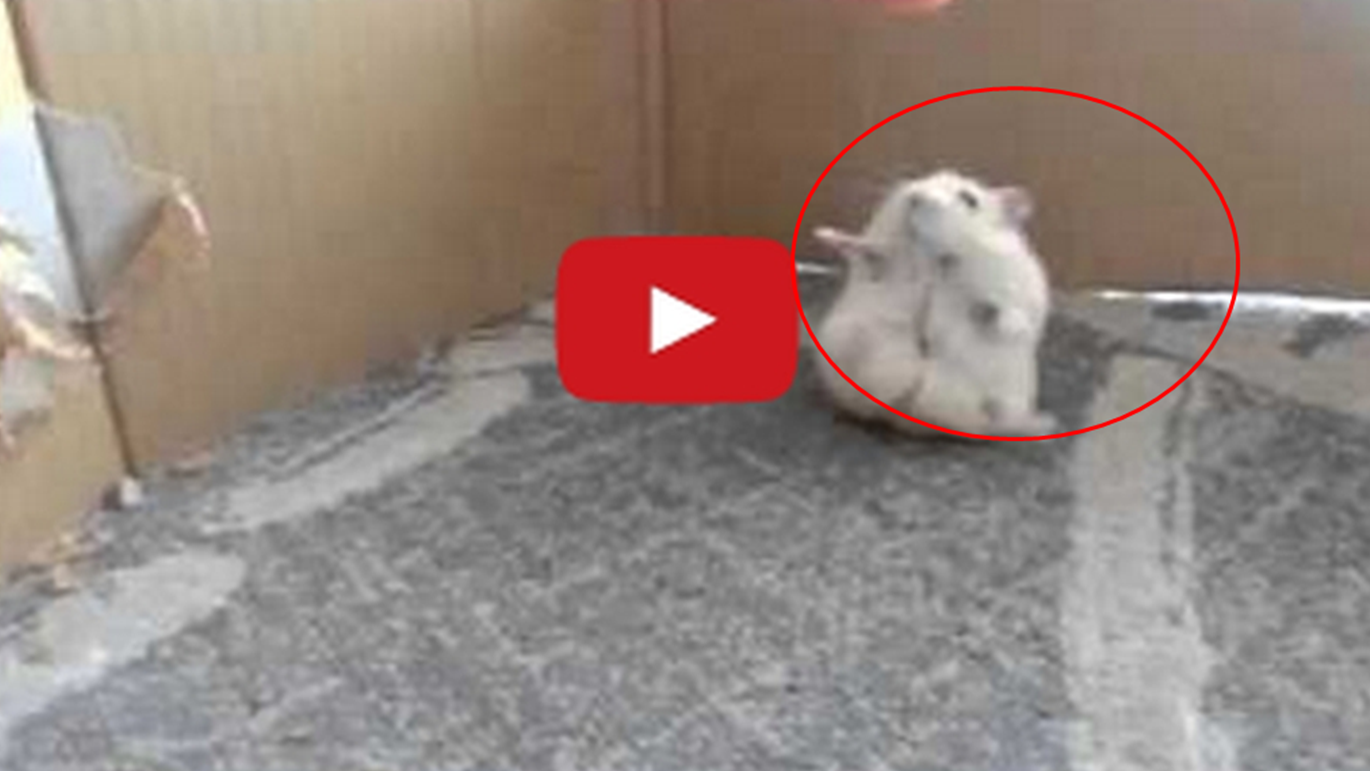 Adorable Hamster Attempts To Walk On Two Legs Must Watch Video