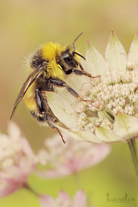 bee on astrantia flower bee on astrantia flower