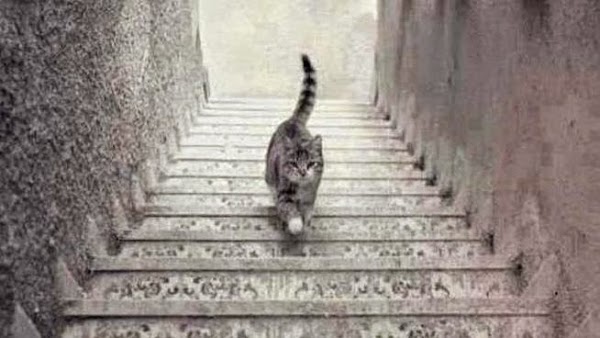 El gato que baja escalera enfocada en picado El gato que baja escalera enfocada en picado