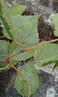 Betula - Birch Leaves And New Growth