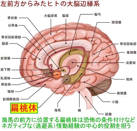 大脳 辺 縁 系