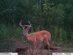 Trail Cam Pictures