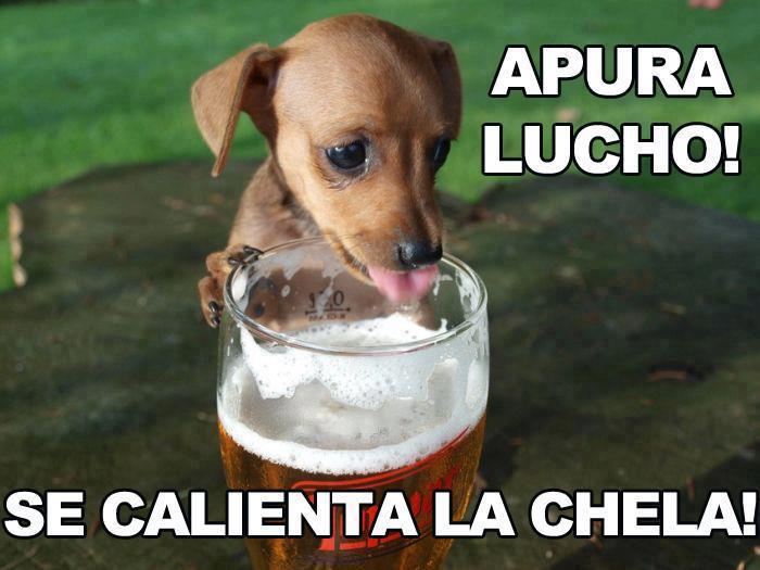 chicas borrachas Imágenes divertidas y graciosas - imagenes chistosas de borracheras