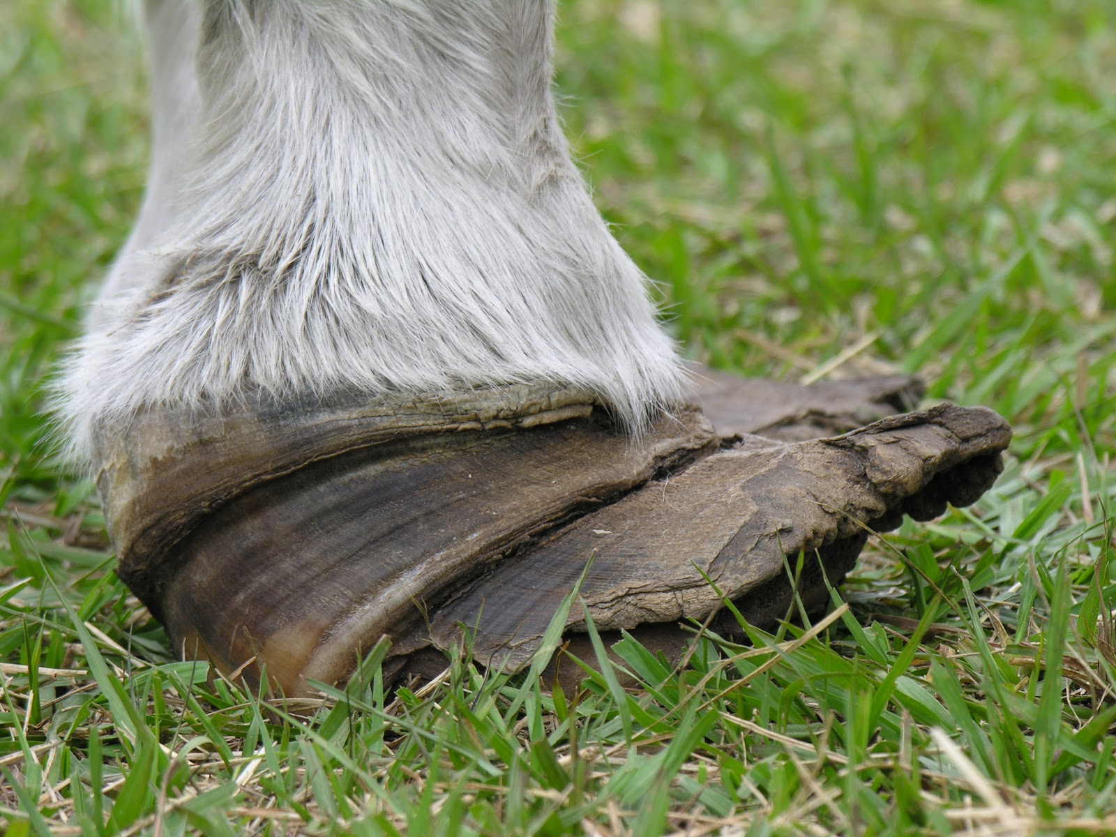 Michael Porter, Equine Veterinarian Founder!