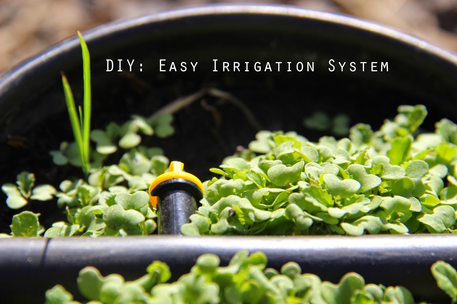 My First Garden DIY Easy and Inexpensively a Drip Irrigation System