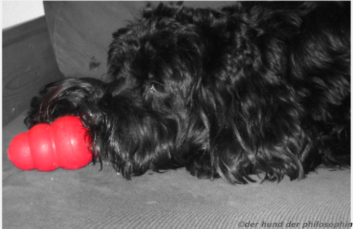 Den Kong® füllen › Die Hundephilosophin Hundeschule Hundetraining