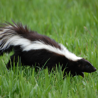 Why do skunks have a strong smell? | Facts About All
