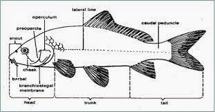 Linea Lateralis Ikan (Gurat Sisi Ikan) - Informasi Seputar Perikanan