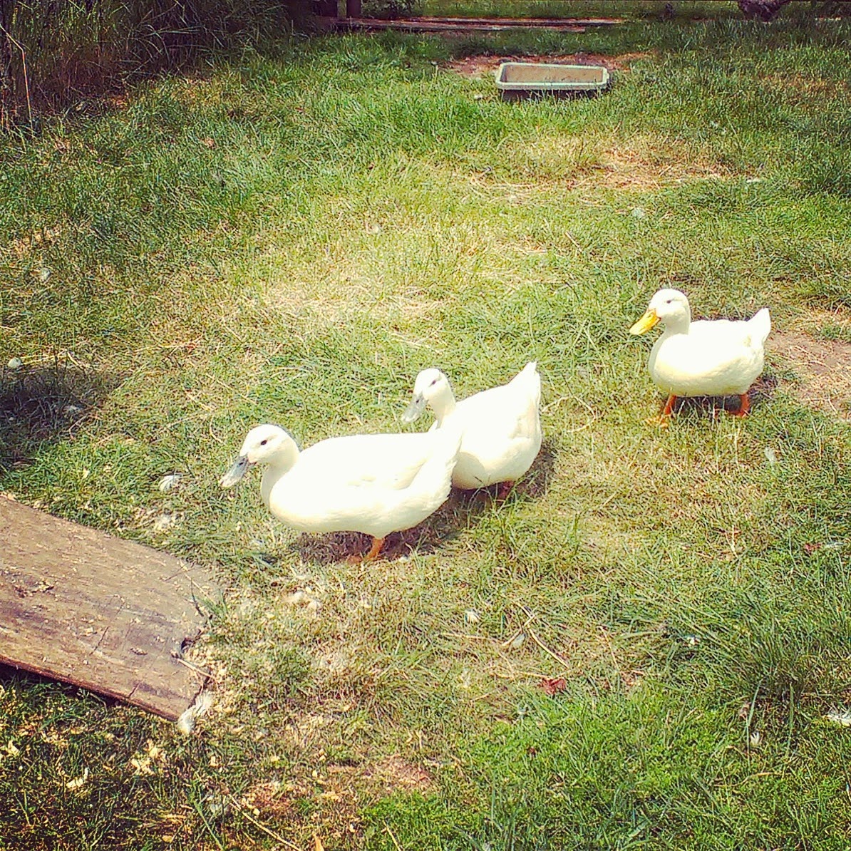 Ducks at Farringtons Farm Shop
