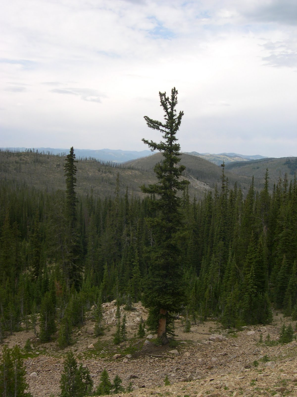 Round 1 Sawtooth Elk Zone vs. Teton Elk Zone IDAHOMAN