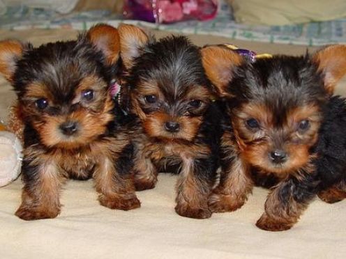 teacup yorkie fully grown