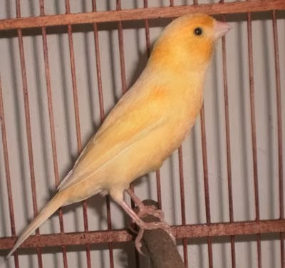 Download Suara Burung Download Suara Burung Kenari Isian Ciblek