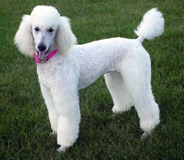 Kelvin Black Poodle
