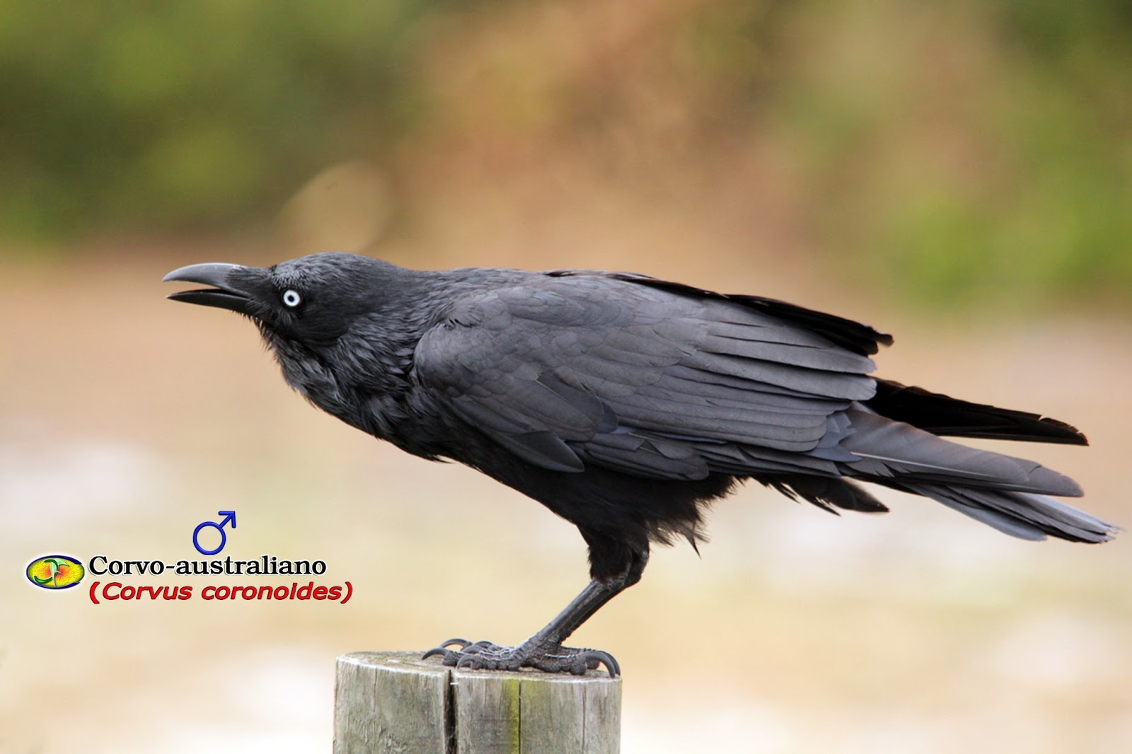 Zoologia Corvoaustraliano (Corvus coronoides)