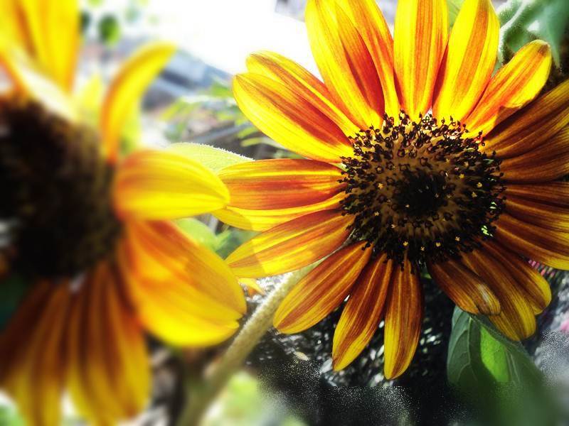 Rosesana's Sunflower Fire in The Sky sunflower