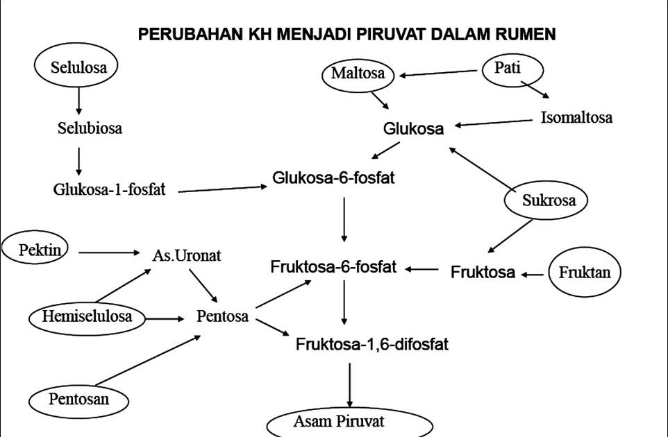 Jelajah Fapet Metabolisme Karbohidrat Ternak Ruminansia