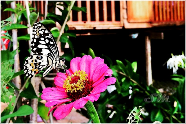 Supermeng Malaya Cuti Sekolah Di Tanjung Karang 02 D Sawah Padi Homestay Tanjong Karang