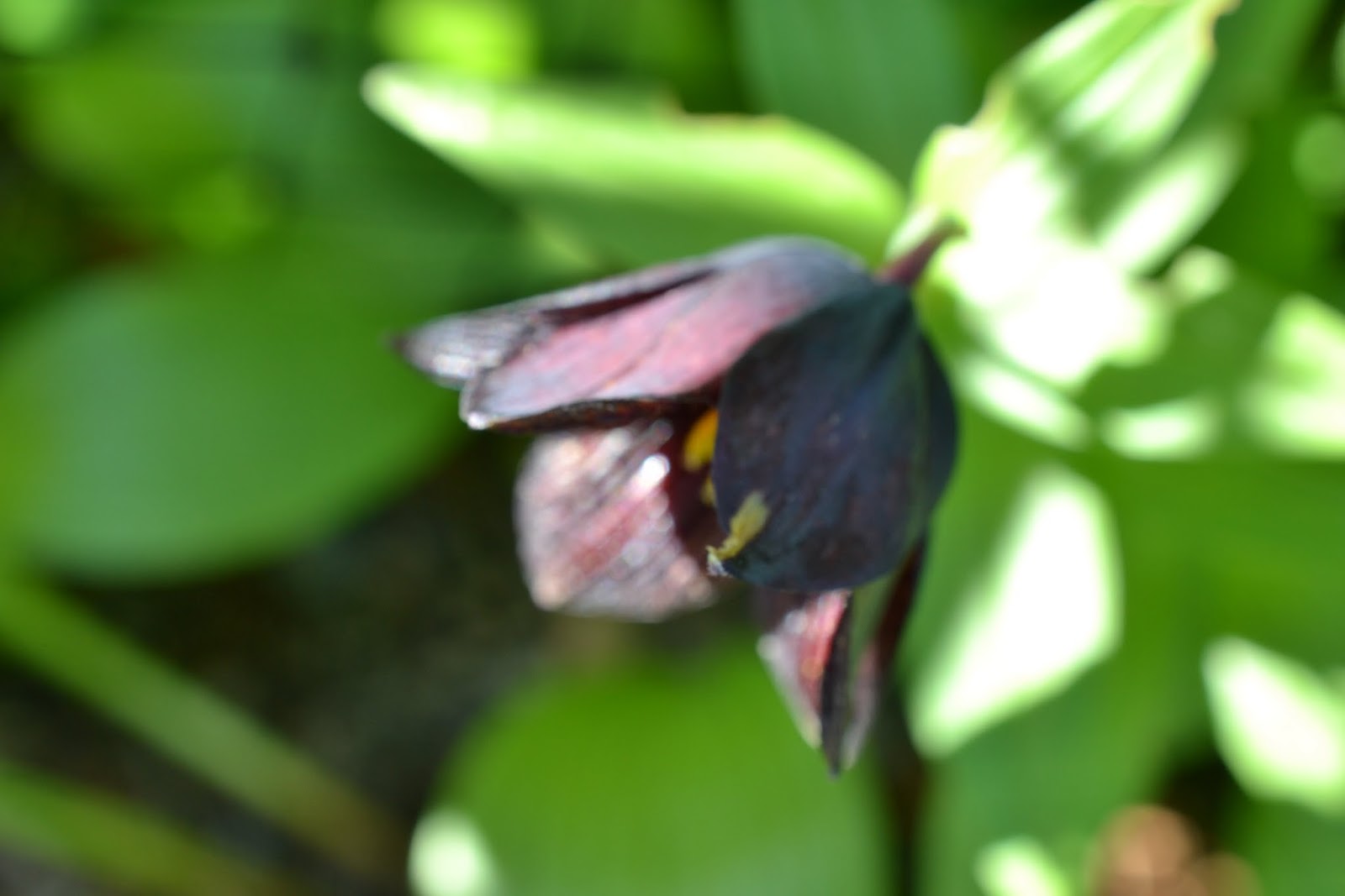 Blomsterbo: trädgårdsbesök