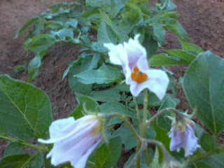 potatoes starting to show their flowers