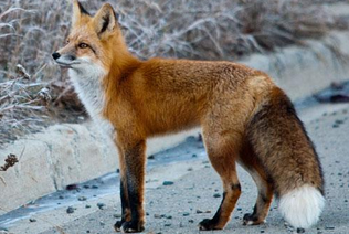 Rubah Merah (Red fox)