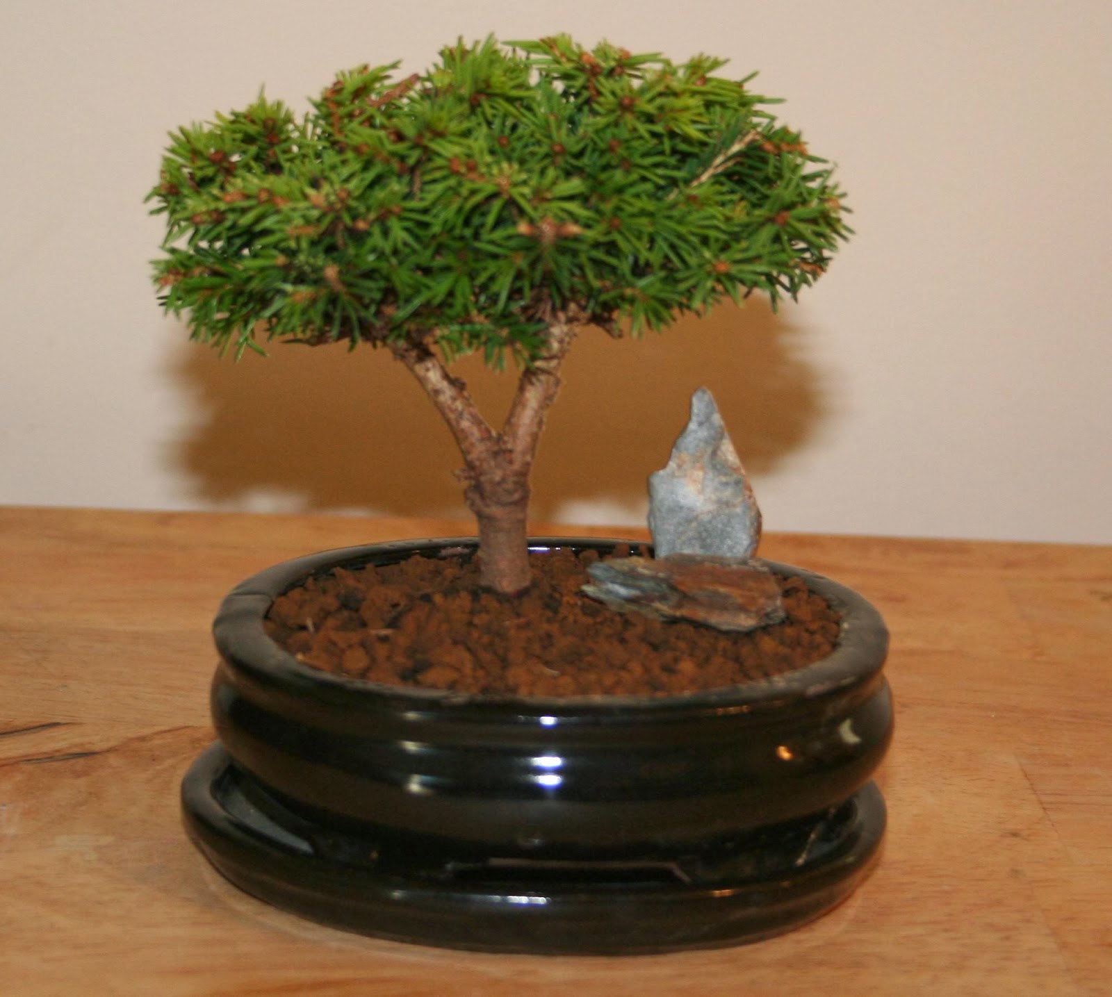 Yoji Bonsai Canada BONSAI TREES AVAILABLE FOR SALE