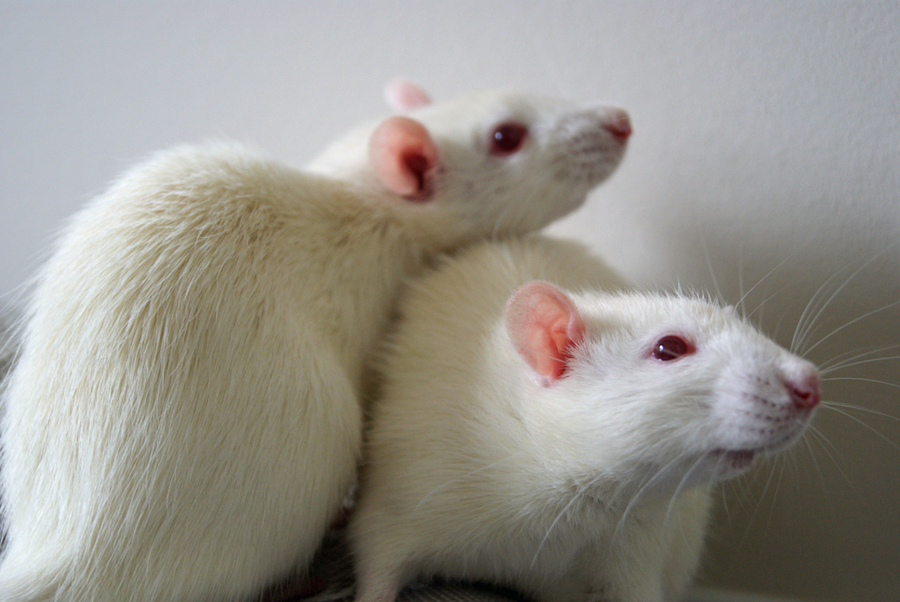 download courtisanes