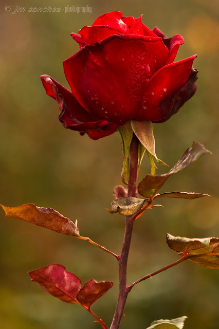 EL OTOÑO SE ACERCA CON MUY POCO RUIDO...* - Página 4 La+rosa+roja