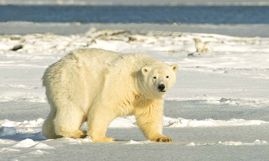 Polar Bears Alaska Pictures From