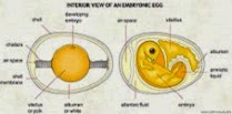 Vedere interioara a oului embrionar