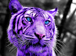 Purple Tiger