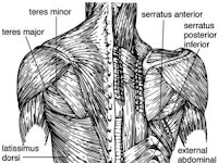 Back Muscle Diagram Back Muscle Diagram