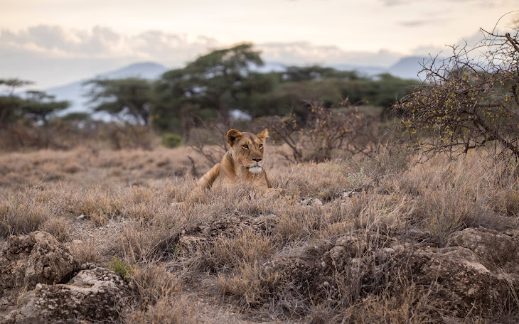 Lonely Lioness