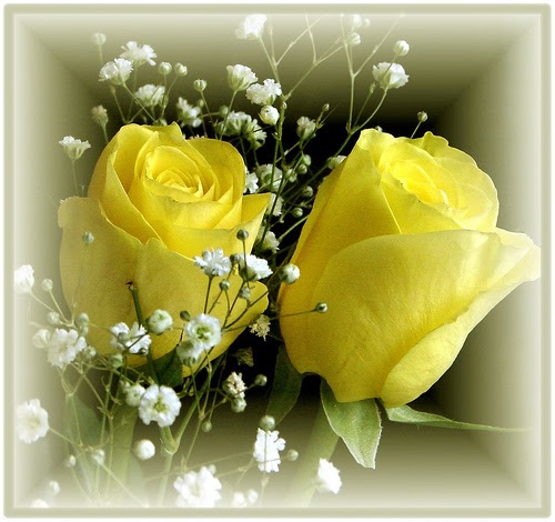 rose flower |Daily Pictures Online wallapers|pictures|pics