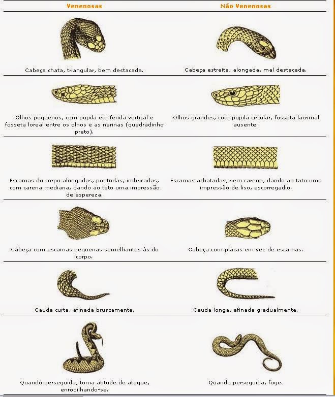 Featured image of post The Best 17 Cobras Venenosas E Não Venenosas Fotos