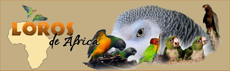 Loros de África