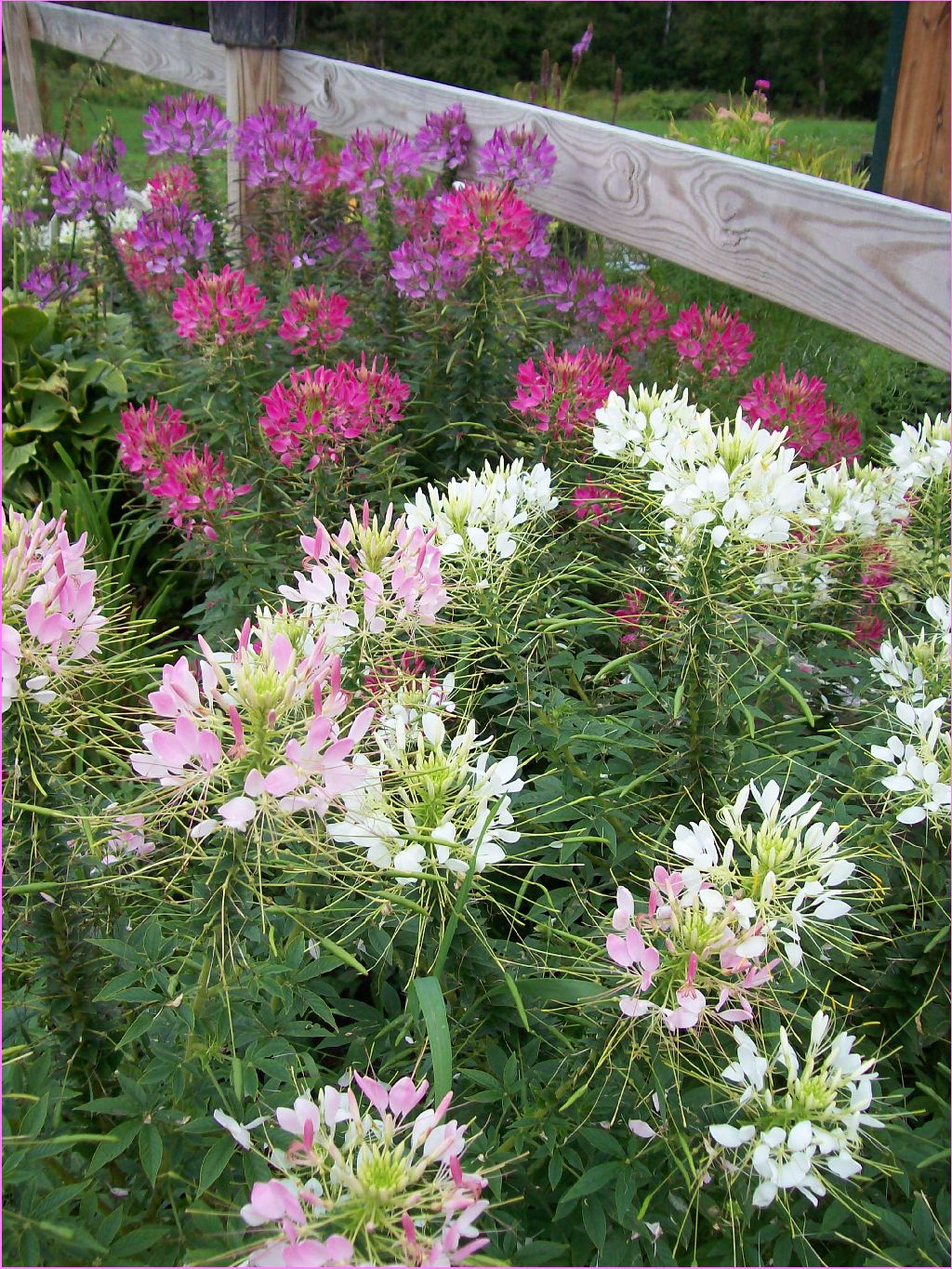 The Vermont Gardener Cleome Continues