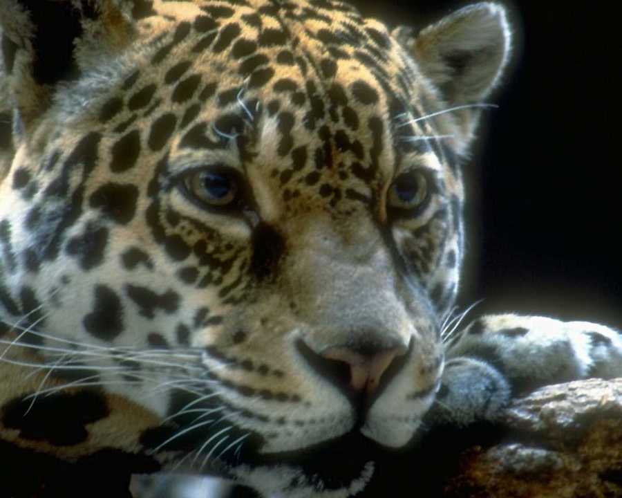 Jaguar Face