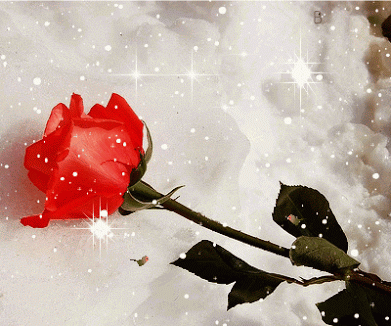 Te regalo una rosa Rose+Animation