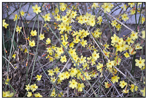 Sunrise Gardens Blog Why Isn T My Forsythia Blooming Well