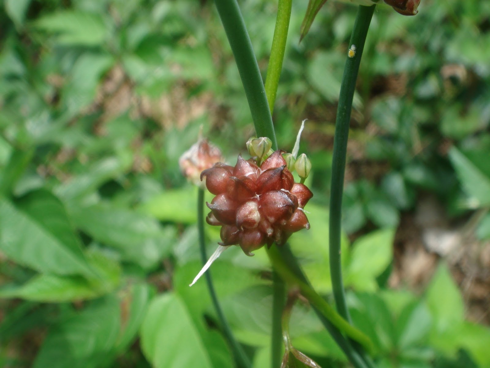 花が好き ノビル 野蒜 きも可愛い